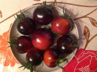 Семян этого помидора давно нет в продаже: Дачники высадили кусты сотнями — невероятная сказочная красота