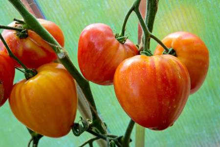 Любимый помидор продуманных дачников: Невероятно вкусный и красивый — соседи лопнут от зависти