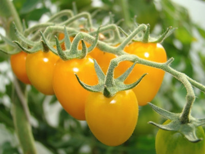 Этот сорт помидоров — бессменный хит: Умные дачники высадили его даже на балконе — невероятный вкус и плодовитость