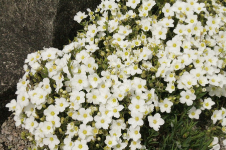 Белый ковёр из цветов восхитит любого дачника: этому многолетнику можно простить любые капризы — невероятное растение