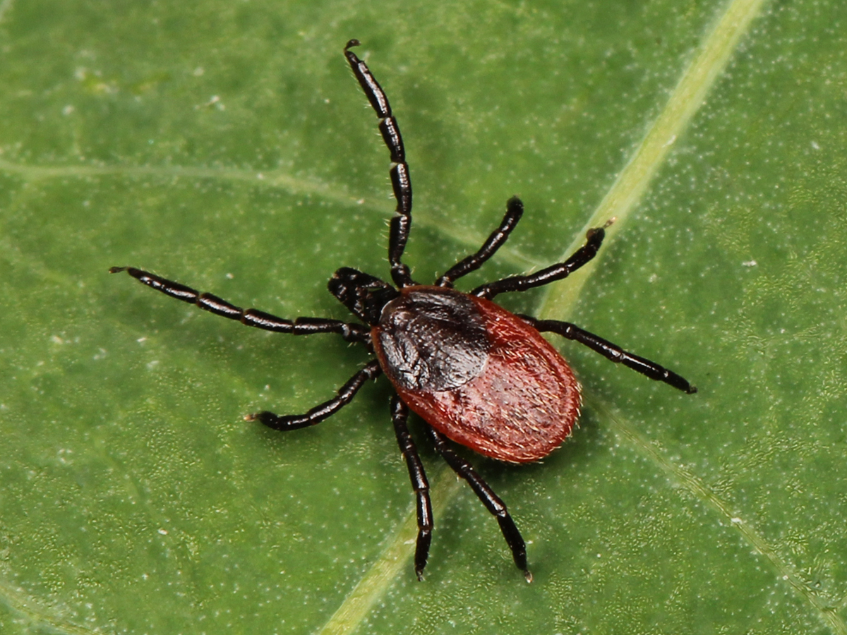 Клещ Ixodes. Иксодес клещ. Ixodes pacificus. Клещ Лесной Энцефалитный.