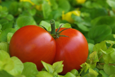 Важно успеть посеять уже до конца марта: Назван самый плодовитый сорт ранних томатов — хитрые дачники семена скупают мешками