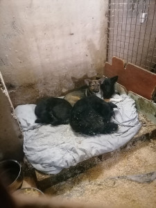 «Мы в отчаянии!»: В Мурманске приют для животных на грани исчезновения — сотрудники взмолились о помощи