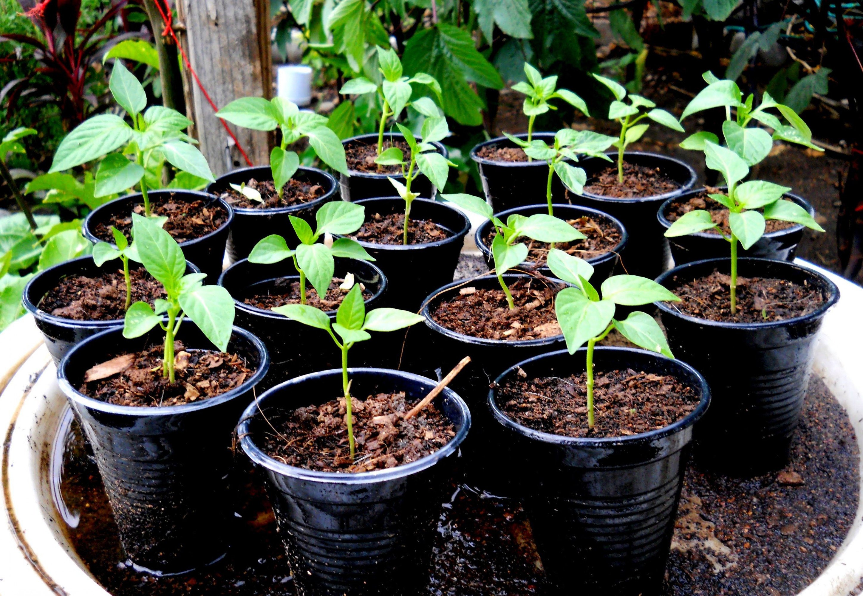 Как ухаживать за перцем после посадки. Seedling «рассада». Рассада перца всходы. Ростки болгарского перца. Перец сладкий рассада.