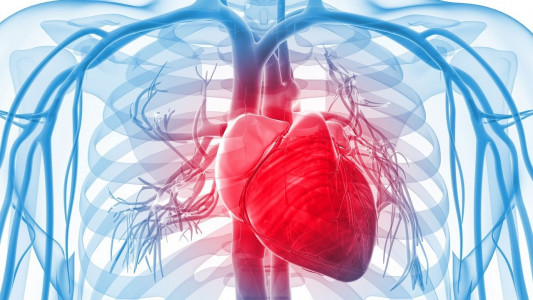 Снижает риск сердечно-сосудистых заболеваний на 22%: учёные назвали самый полезный продукт для органа — важно есть каждому