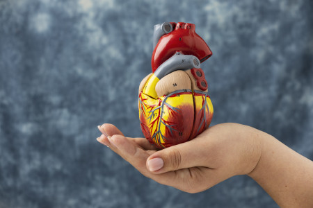 Сердечный ритм станет идеальным: врач обозначила удивительную специю для поддержания работы сосудов — можно больше не бояться инфаркта