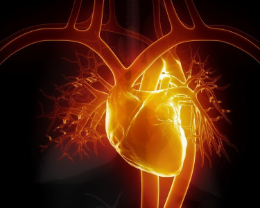Не магний: вот какая добавка снижает смертность от любых сердечно-сосудистых заболеваний на целых 32% — защитник сердца