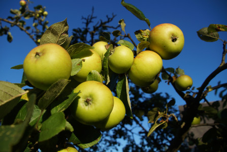 Просверлите шуруповертом 3 дырки в стволе: реанимация старой яблони деревенским способом — сделайте так, если яблок нет больше года