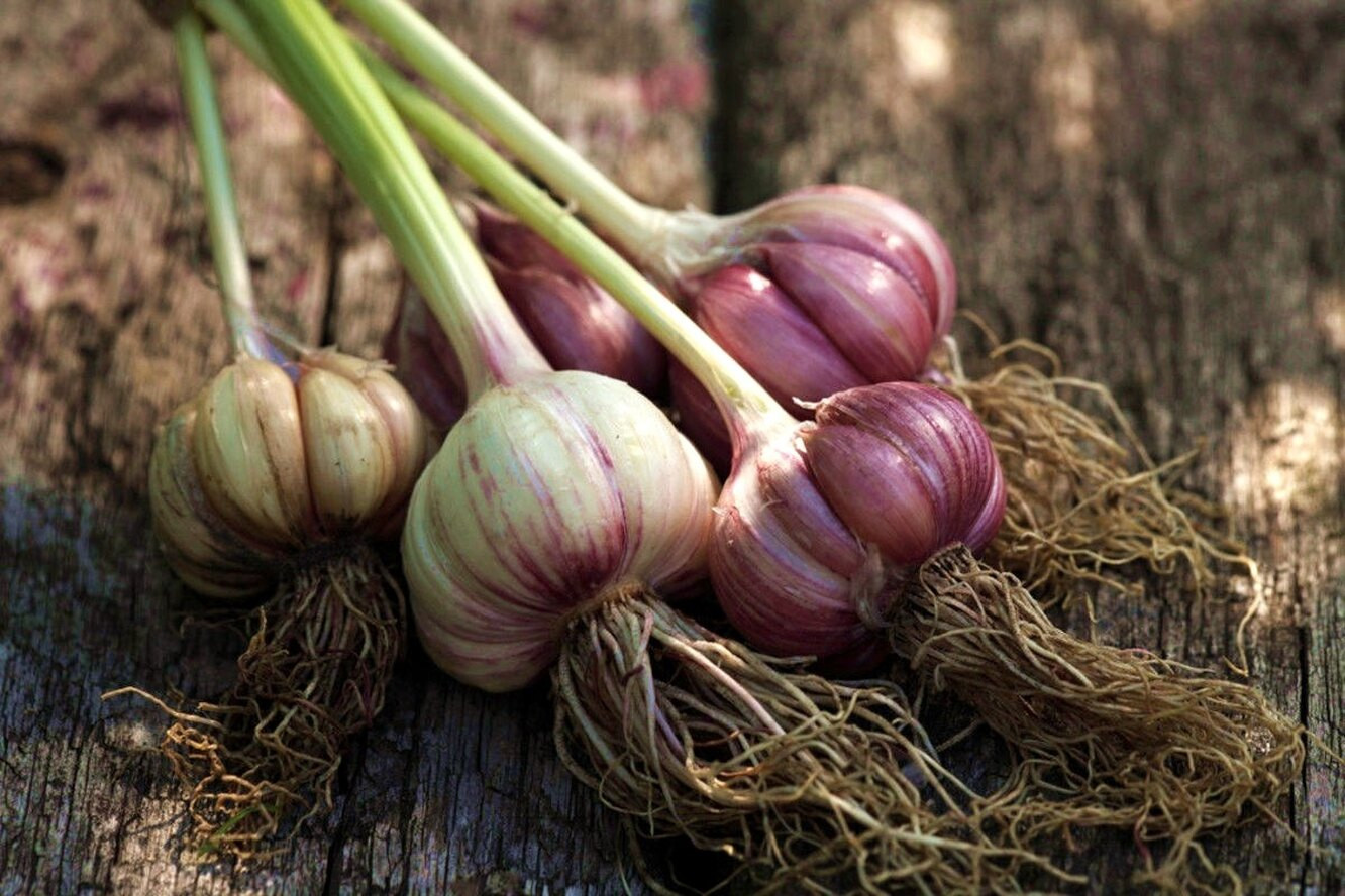 Почему гниет чеснок на грядке в земле. Allium sativum. Чеснок - Allium sativum.. Урожай чеснока. Чеснок на грядке.