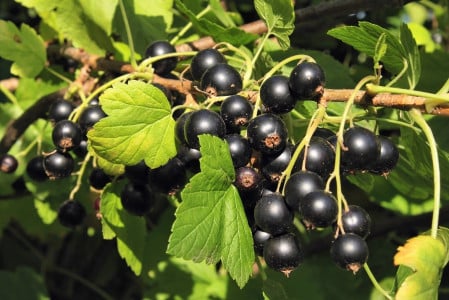 Чёрная смородина отблагодарит рекордным урожаем: подкормите кусты в мае этим раствором — лучшее весеннее удобрение найдено