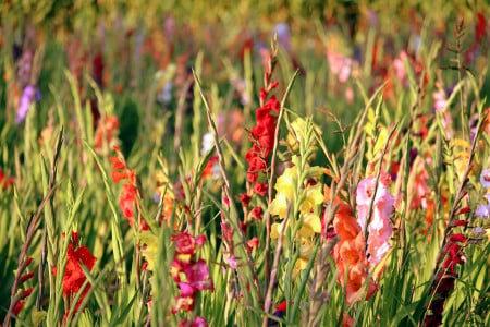 Гладиолусы всегда цветут пышно и долго: вот в чём секрет успешного выращивания — советы садовода со стажем