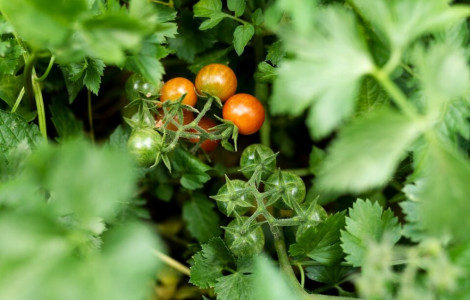 Если забыли подкормить при посадке: раскидайте эту «муку» на грядки с помидорами — урожай некуда будет складывать