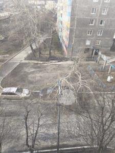 Дерево придавило припаркованную машину в Мурманске