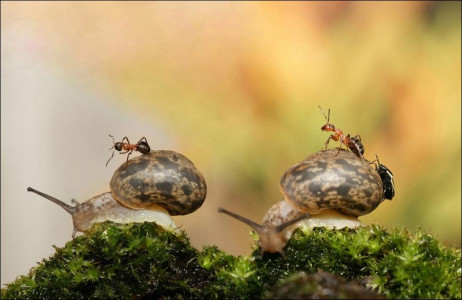 Слизни и муравьи спешно эвакуируются к соседям: угостите их этой ядреной «болтушкой» — урожай будет спасен