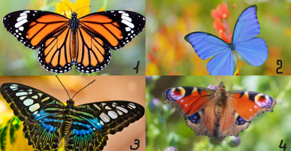 Выберите бабочку и узнайте, какая проблема мешает вам быть счастливым: Психологический тест по картинкам — раскройте тайны подсознания