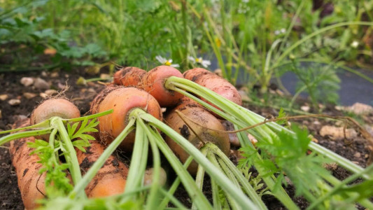 Морковь вырастет крупной и ровной: главные процедуры для богатого урожая