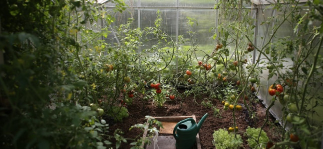 Никаких прогнозов погоды и календарей: Беру палку и быстро определяю, что пора поливать томаты — лучшее решение
