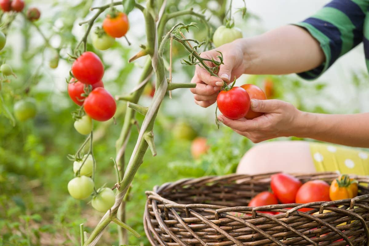 От желающих узнать секрет нет отбоя: подкармливаю помидоры только этим и собираю урожай все лето
