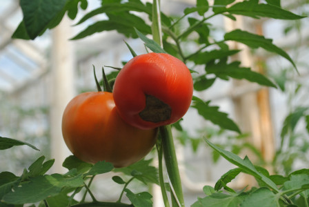 Если на томатах появилась вершинная гниль, надо срочно спасать урожай: использую только эту подкормку — совет агронома