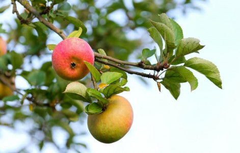 Беру лапоть и вешаю на яблоню: соседи сначала смеялись, а потом сами побежали их скупать — плодоносит без остановки