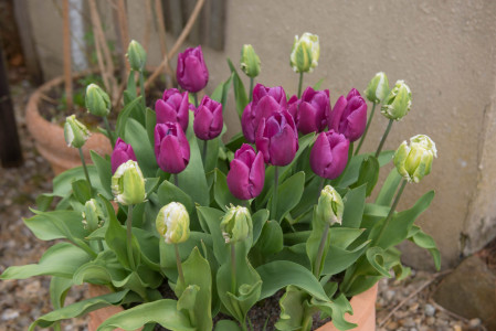 Тюльпанам после цветения — обязательно: вот что важно сделать уже в июне — советы опытной огородницы
