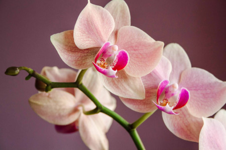 Стебли согнутся под тяжестью цветов: орхидея нуждается в таком поливе — зря выливаете эту воду в раковину