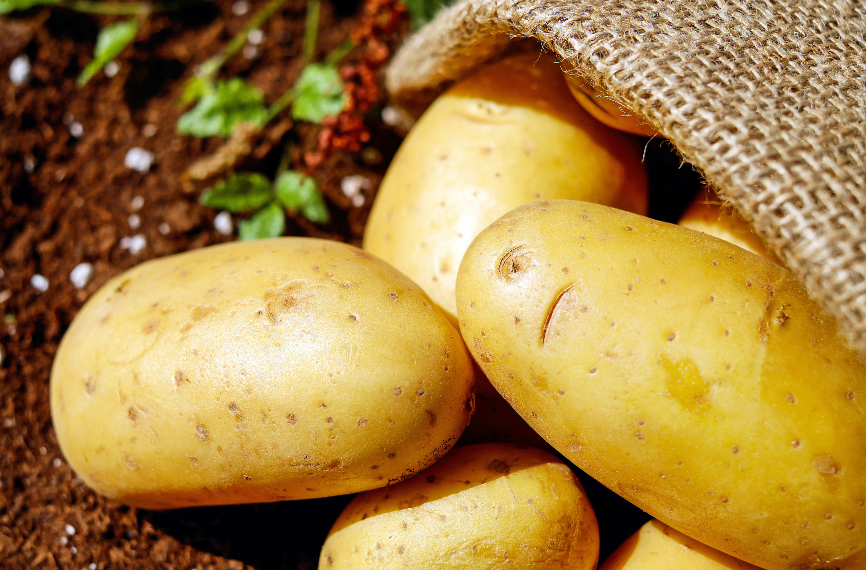 Опытные огородники борются с паршой на картофеле именно так — совет, который и правда работает