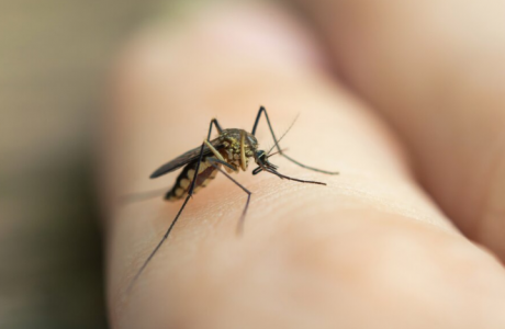 Мощная защита от комаров: брызгаю этот бюджетный состав на тело и одежду — кровопийцы шарахаются от него, как от огня