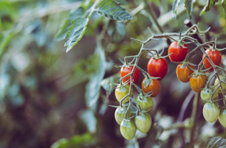 На раз определяю, чего не хватает моим томатам: сосед-агроном рассказал, как понять, что растение нуждается в микроэлементах — рассада будет мощной и плодовитой