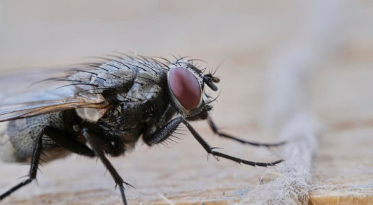 Полчища мух исчезнут из вашей квартиры за 30 секунд: смешайте 2 копеечные приправы и залейте кипятком — убойный эффект не заставит себя ждать