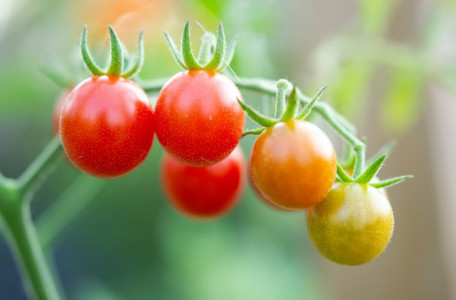 Когда у томатов осыпаются цветы, делаю вот что: секрет не в удобрении, а в способе его внесения — агрохимики это знают точно
