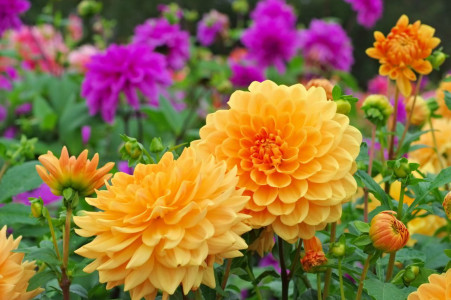 Бурное цветение и пышная листва гарантированы на 100%: Универсальная подкормка для цветов — рекомендует агроном Давыдова