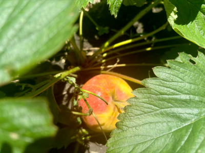 Ушлые дачники раз в неделю раскладывают по огороду яблоки: Вот зачем они это делают — польза невероятная