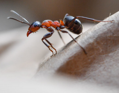 Поливаю муравейник такой водичкой — и он пустеет навсегда: огород чист — без «танцев с бубнами» и ядреной химии