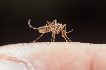 Врач рассказал, какие болезни могут переносить суровые российские комары и насколько они опасны