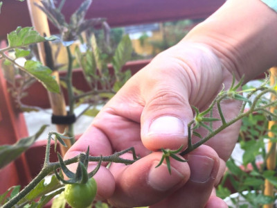 Завязи и плоды у помидоров перестанут осыпаться вмиг: Хитрые дачники решают проблему очень просто — секретный способ раскрыла агроном Давыдова