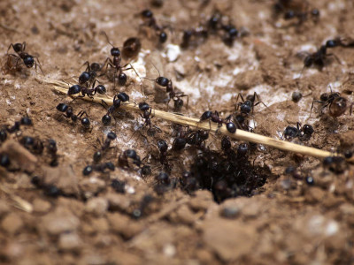 Кефир из этого порошка разом отвадит всех муравьев: вредители больше никогда не появятся на вашем участке — спасительное средство по рецепту бабушки-огородницы