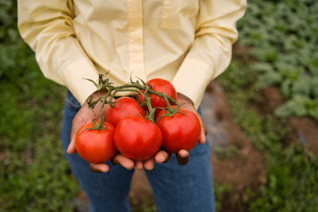 «Взрывной» рост помидоров обеспечен: кусты будут плодоносить до поздней осени — в июне опрыскайте их этим раствором