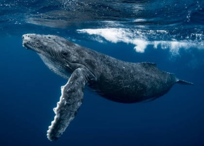 В Териберке спасают краснокнижного кита, который застрял в сетях