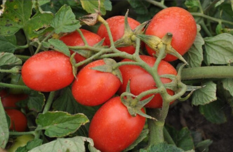 Вершинная гниль обойдет кусты томатов стороной: 3 необходимых действия в июне для избавления от проблемы гниющих помидоров — спасение всего урожая