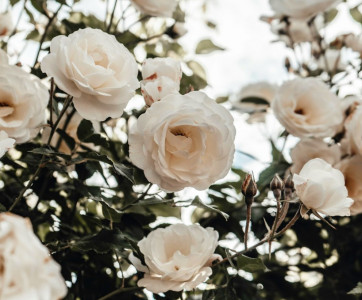 В июне опрыскиваю розы этим чудо-раствором: роскошное цветение и здоровье кустов будет обеспечено — всего 3 простых ингредиента