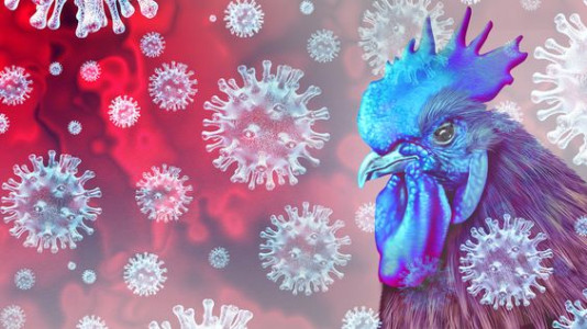 Пациент скончался: в Мексике выявили первый случай заражения человека птичьим гриппом H5N2
