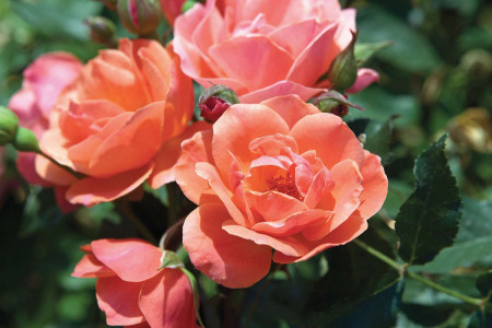 Под каждый куст по 2 литра: розы отблагодарят пышным цветением — проведите эту важную подкормку в июне