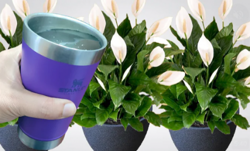 Одна чашка — и спатифиллум цветет без тормозов: бутоны лезут в режиме нон-стоп — вот что творит настой из мусора с кухни