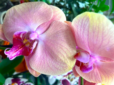 Протрите этим листья орхидеи — взорвется цветением: Сумасшедшая бутонизация начнется через неделю — хитростью поделилась агроном Давыдова