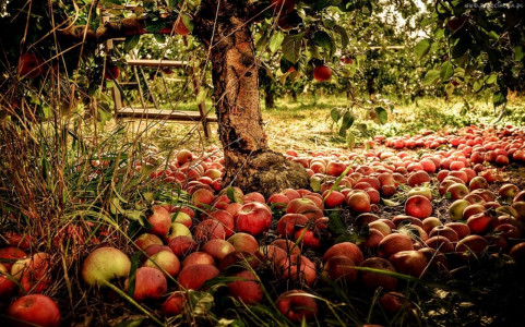 Ни одного яблока больше не потеряете: подкармливаем яблони только так и собираем гору урожая — совет агронома