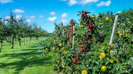 5 неотложных процедур для яблони и вишни в июне: агроном Гуляева настоятельно рекомендует успеть это сделать — иначе урожая не будет