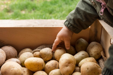 Стоимость картошки в РФ взвинтили на 50 процентов— специалисты Росстата открыли глаза народу