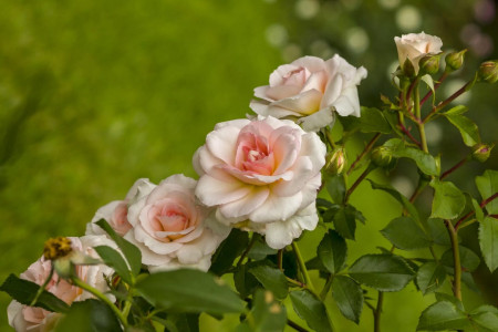 Добавляю 1 ингредиент в воду для полива роз: цветут все лето — копеечный метод от известного агронома