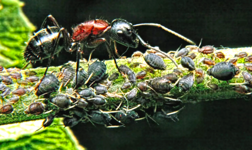 Преступной группировке «муравьи-тля» кранты: Побрызгайте растения этой водичкой — наглые вредители откинут тапки уже через 3 часа